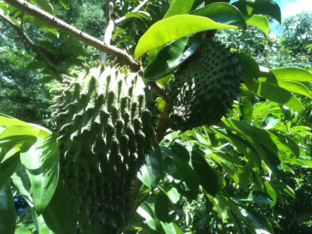 Grand Anse  The Orchard Holiday Home المظهر الخارجي الصورة