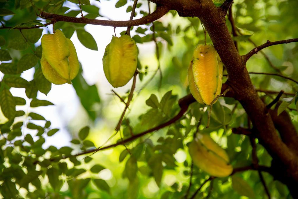 Grand Anse  The Orchard Holiday Home المظهر الخارجي الصورة